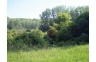 Property photo 6 - 20 Acres Offered in 3 Tracts - Hunting, Wildlife, & Recreation!
